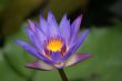 Purple Lotus