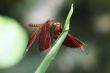Neurothemis fluctuans dragonfly