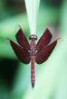 Neurothemis fluctuans dragonfly