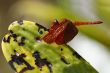 Neurothemis fluctuans dragonfly