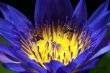Lotus and Bee