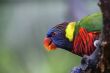 Lorikeet Close Up