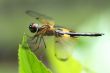 Rhyothemis phyllis dragonfly
