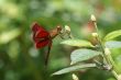 Neurothemis fluctuans dragonfly