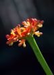 Red flower with backlighting