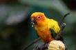 Sun Conure Parakeet