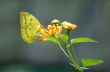 Lemon Emigrant Butterfly