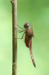 Neurothemis fluctuans dragonfly