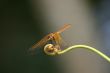 Trithemis aurora deagonfly