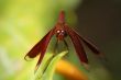 Neurothemis fluctuans dragonfly