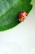 Ladybird