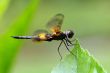 Rhyothemis phyllis dragonfly