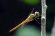 Wandering Glider Dragonfly