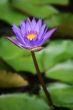 Purple Lotus