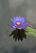 Purple Lotus