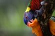 Lorikeet feeding on papaya