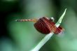 Neurothemis fluctuans dragonfly