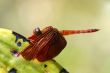 Neurothemis fluctuans dragonfly