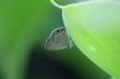 Eastern Tailed Blue Butterfly