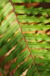 Fern in diagonal composition