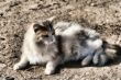 Cat in Dirt