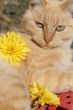 Pampered Cat