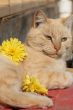 Pampered Cat
