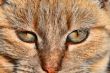 Pampered Cat