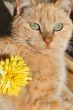Pampered Cat