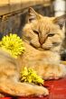 Pampered Cat