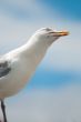 Seagull Portrait
