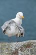 Seagull Portrait