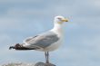 Seagull Portrait