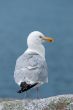 Seagull Portrait