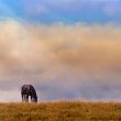 Lonely horse on a log