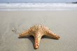 Starfish on the beach