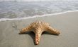 Starfish on the beach