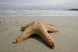 Starfish on the beach