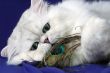 Persian cat with feather