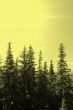 Forest landscape