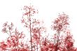Red toned plant