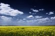 Rape field