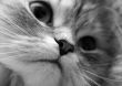Nose cat