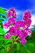 pink lilac