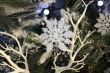 Snowflake On A Fur-Tree