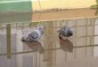 Bathing Of Pigeons