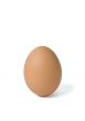 Single brown egg