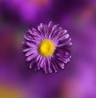 Violet flower