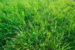 Grass