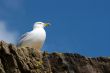 Seagull